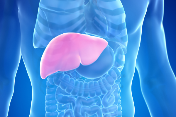liver position ตับอยู่ตรงไหน